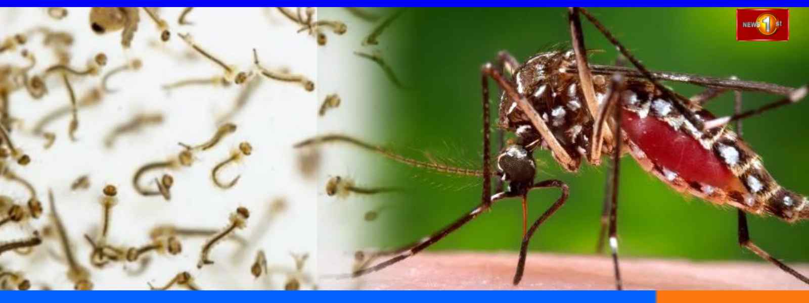 நுளம்பு குடம்பிகளின் பெருக்கம் அதிகரிப்பு